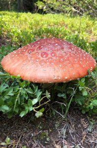 Photo of large amanita muscaria mushroom growing in the forest, one of many species of Colorado Mushrooms.
