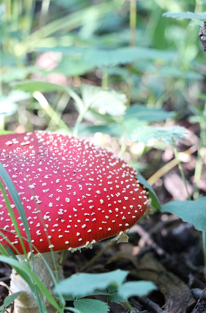 photo of amanita muscaria growing in the Colorado Rocky Mountains, one of many species of Colorado Mushrooms.