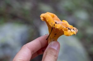 Close us of hand holding recently foraged bright orange chanterelle mushroom, one of many species of Colorado Mushrooms.