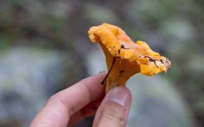 Identifying Colorado Mushrooms in the Gunnison Area