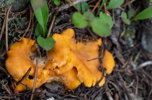 close-up photo of bright orange chanterelle mushrooms growing in forestone of many species of Colorado Mushrooms.