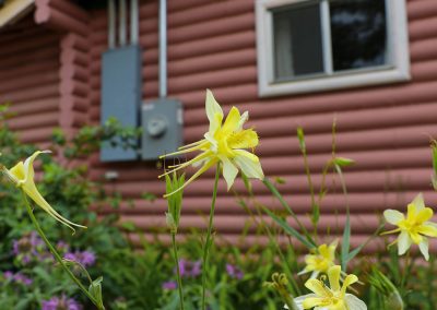 Photo of Yellow Columbine Flowers at Island Acres Resort Motel
