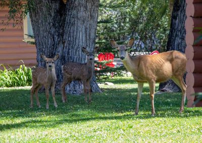 Fawns and Mother Deer walking on the grounds of Island Acres Resort Motel