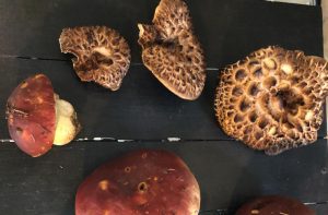 Photo of hawks wing and porcini Colorado mushrooms on countertop