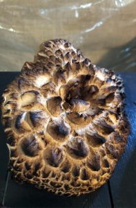Photo of recently foraged hawks wing mushroom from Colorado Rocky Mountains, one of many species of Colorado Mushrooms.