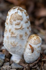 close up photo of shaggy mane inky cap mushrooms, one of many species of Colorado Mushrooms.