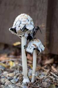 Close up of shaggy mane inky cap mushrooms during autodigestion process, one of many species of Colorado Mushrooms.