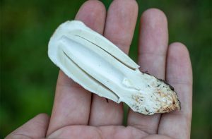 Close up of hand hold shaggy mane inky cap cut in half long wise, one of many species of Colorado Mushrooms.