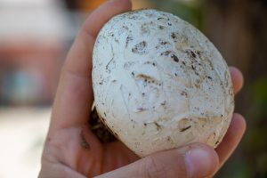 photo of hand holding recently foraged puffball mushroom