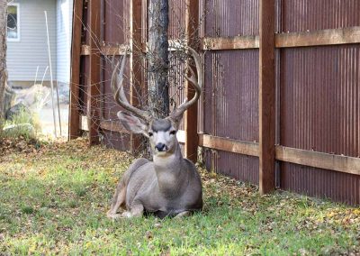 Large buck sitting near a fence at Island Acres Resort Motel