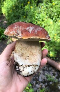 Photo of hand holding recently foraged Porcini Mushroom, one of many species of Colorado Mushrooms.