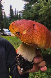 Photo of hand holding recently foraged Porcini Mushroom, one of many species of Colorado Mushrooms.