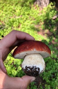 Photo of hand holding recently foraged Porcini Mushroom, one of many species of Colorado Mushrooms.