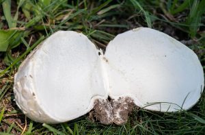 Close up photo of puffball mushroom cut in half to show edible inside, one of many species of Colorado Mushrooms.