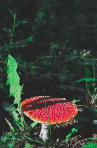 photo of amanita muscaria mushroom growning in the forest, one of many species of Colorado Mushrooms.