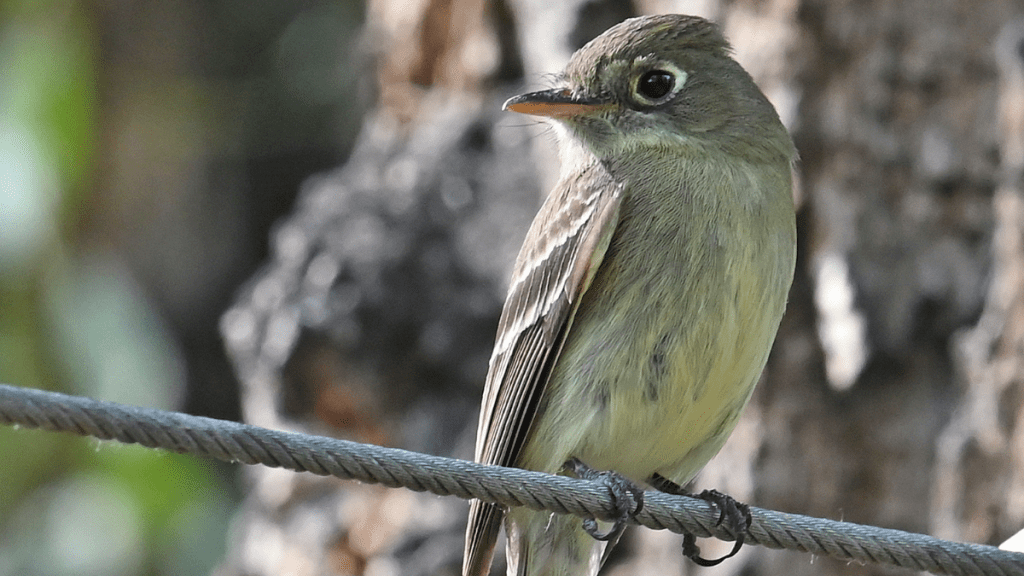 Photo of Western Flycatcher on Island Acres Resort Motel property taken by guests Ron and Susan Martin