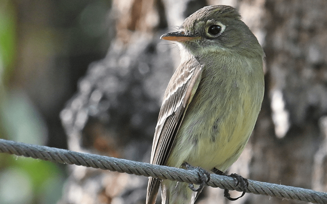 Bird Watching at Island Acres on the Gunnison River