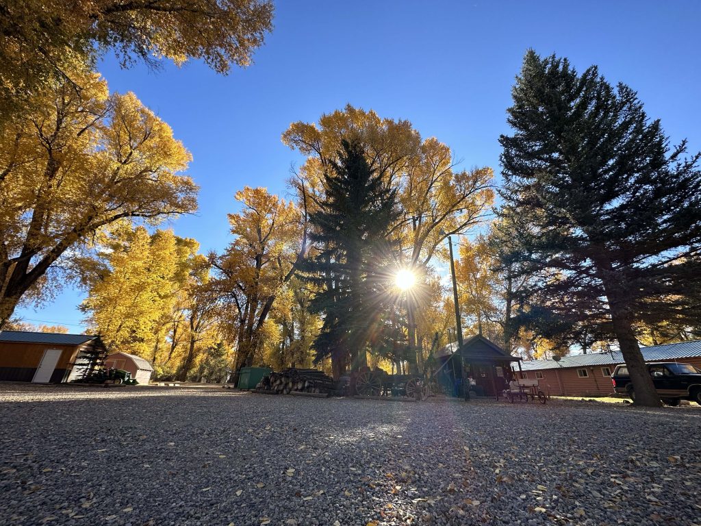 Photo of golden cottonwood trees and pine trees on Island Acres Resort Motel property for blog titled "Where to see Magnificent Fall Colors near Gunnison Colorado"