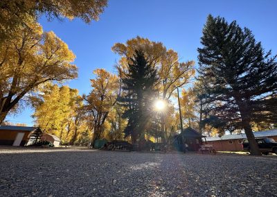 Photo of golden cottonwood trees and pine trees on Island Acres Resort Motel property for blog titled "Where to see Magnificent Fall Colors near Gunnison Colorado"