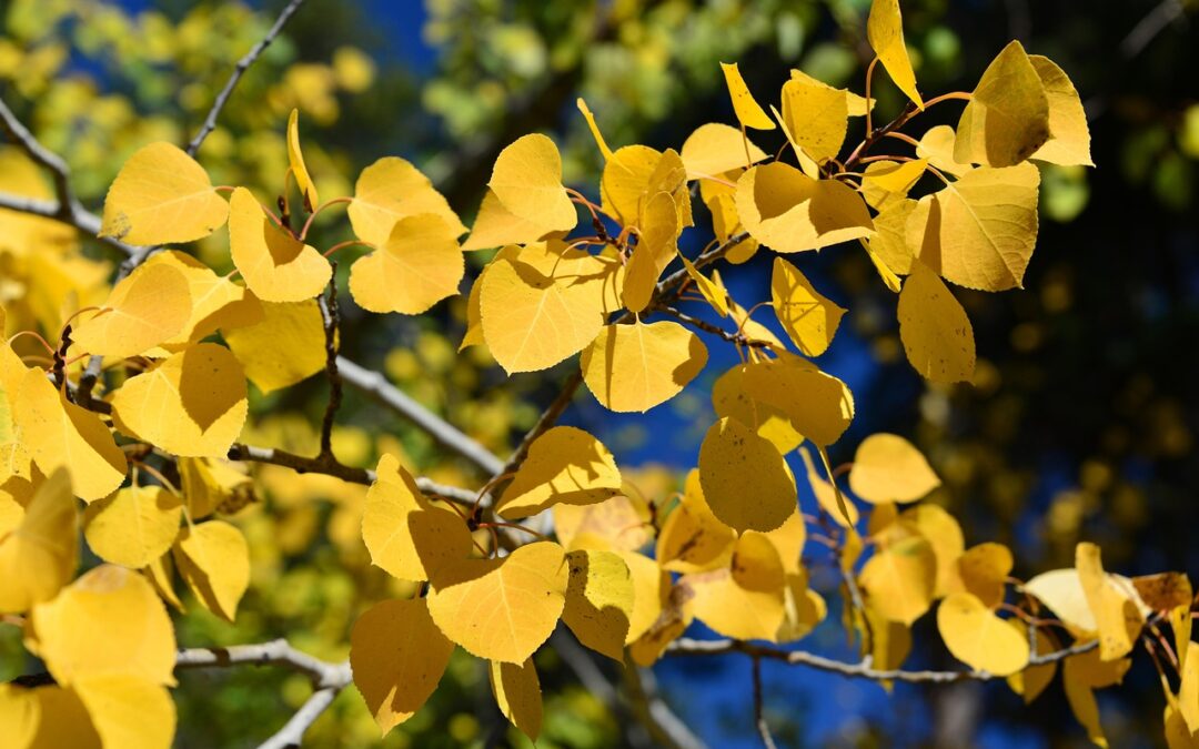 Why September is the Secret Season for Fall in Colorado