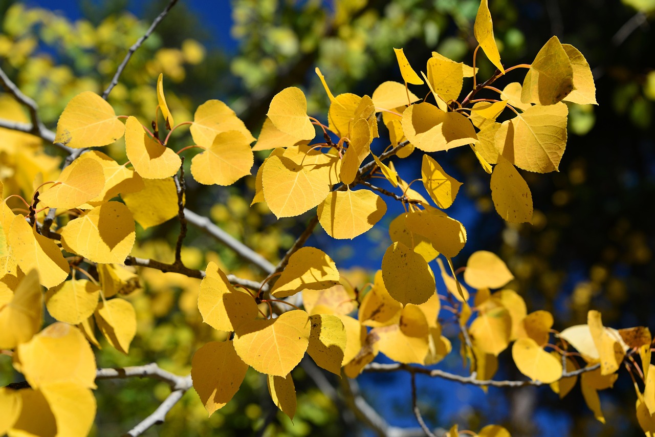 Close up photo of golden aspen leaves against evergreen and blue skies for Island Acres Resort Motel blog on Why September is the Secret Season for Fall in Colorado